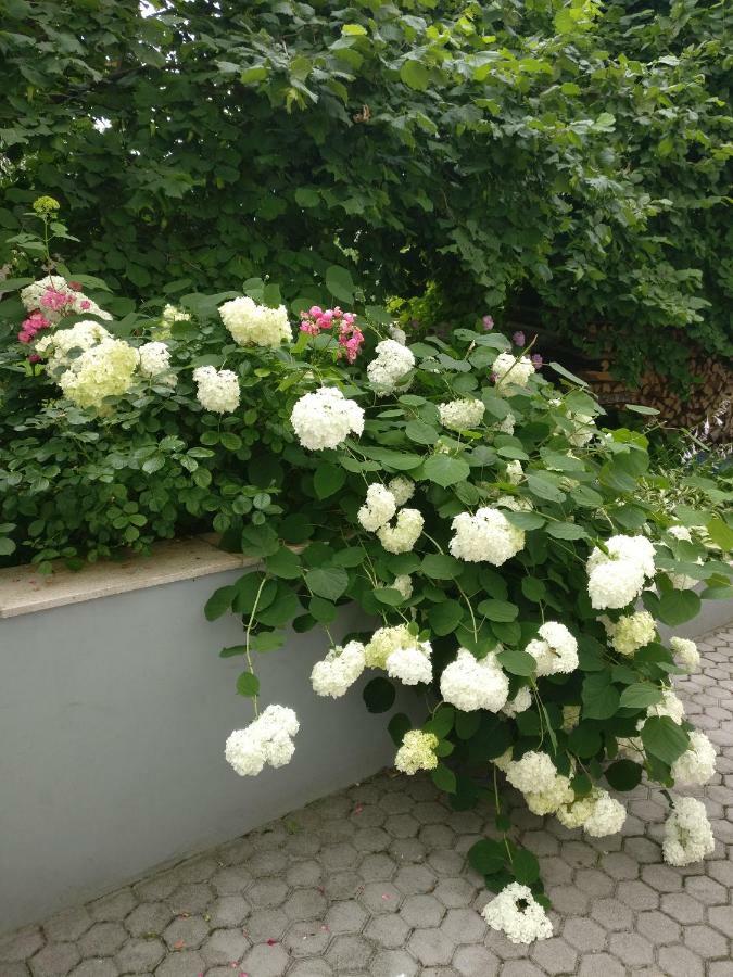 Apartman Malina 卡尔洛瓦茨 外观 照片
