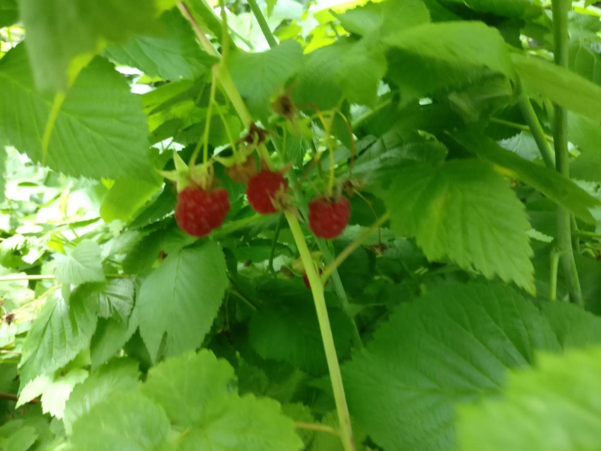 Apartman Malina 卡尔洛瓦茨 外观 照片